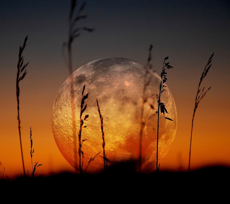 Full_Moon_and_Grass-wallpaper-10502174.jpg